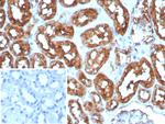 Heart Fatty Acid Binding Protein (H-FABP)/FABP3 Antibody in Immunohistochemistry (Paraffin) (IHC (P))