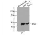 UQCRC1 Antibody in Immunoprecipitation (IP)