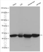 UQCRC1 Antibody in Western Blot (WB)