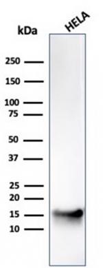 FABP5 Antibody in Western Blot (WB)