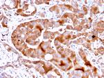 FABP5 Antibody in Immunohistochemistry (Paraffin) (IHC (P))