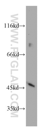 INPP5A Antibody in Western Blot (WB)