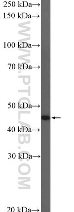 GCM1 Antibody in Western Blot (WB)