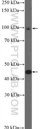 GCM1 Antibody in Western Blot (WB)