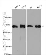 Integrin beta-4 Antibody in Western Blot (WB)