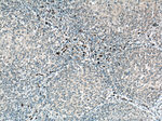 CARD11 Antibody in Immunohistochemistry (Paraffin) (IHC (P))