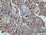 pregnancy zone protein Antibody in Immunohistochemistry (Paraffin) (IHC (P))