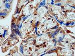 pregnancy zone protein Antibody in Immunohistochemistry (Paraffin) (IHC (P))