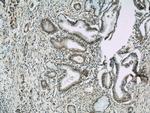 VNN1 Antibody in Immunohistochemistry (Paraffin) (IHC (P))