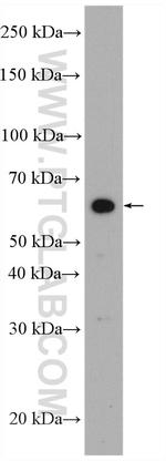 VNN1 Antibody in Western Blot (WB)