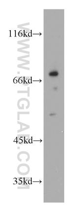 VNN1 Antibody in Western Blot (WB)