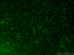 HIGD1A Antibody in Immunohistochemistry (PFA fixed) (IHC (PFA))