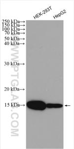 HIGD1A Antibody in Western Blot (WB)