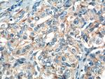 RASSF7 Antibody in Immunohistochemistry (Paraffin) (IHC (P))