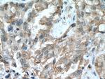 RASSF7 Antibody in Immunohistochemistry (Paraffin) (IHC (P))