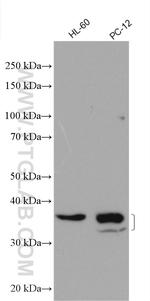 RASSF7 Antibody in Western Blot (WB)