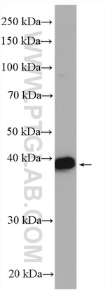 RASSF7 Antibody in Western Blot (WB)