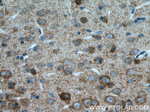 GAD65 Antibody in Immunohistochemistry (Paraffin) (IHC (P))