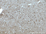 GAD65 Antibody in Immunohistochemistry (Paraffin) (IHC (P))