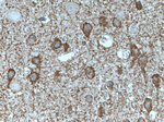 GAD65 Antibody in Immunohistochemistry (Paraffin) (IHC (P))