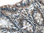 GAD65 Antibody in Immunohistochemistry (Paraffin) (IHC (P))