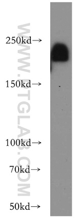 ZO-1 Antibody in Western Blot (WB)