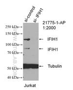 IFIH1 Antibody in Western Blot (WB)