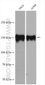 Ataxin 2 Antibody in Western Blot (WB)