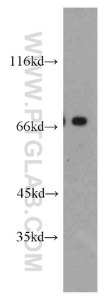 POLA2 Antibody in Western Blot (WB)