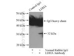 LDHA Antibody in Immunoprecipitation (IP)