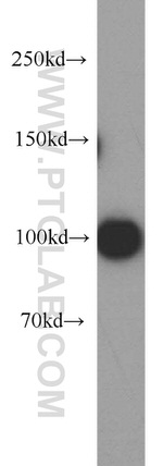 EZH2 Antibody in Western Blot (WB)