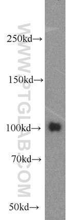 EZH2 Antibody in Western Blot (WB)