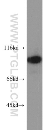 EZH2 Antibody in Western Blot (WB)