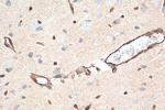 GLUT1 Antibody in Immunohistochemistry (Paraffin) (IHC (P))