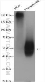 GLUT1 Antibody in Western Blot (WB)