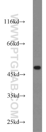 GLUT1 Antibody in Western Blot (WB)