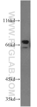 ZNF74 Antibody in Western Blot (WB)