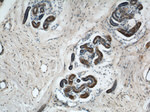 NR3C2 Antibody in Immunohistochemistry (Paraffin) (IHC (P))