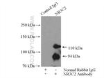 NR3C2 Antibody in Immunoprecipitation (IP)