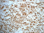 SAFB Antibody in Immunohistochemistry (Paraffin) (IHC (P))