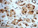 SAFB Antibody in Immunohistochemistry (Paraffin) (IHC (P))