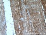 DOCK4 Antibody in Immunohistochemistry (Paraffin) (IHC (P))