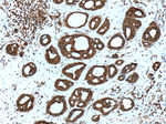 DOCK4 Antibody in Immunohistochemistry (Paraffin) (IHC (P))