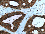 DOCK4 Antibody in Immunohistochemistry (Paraffin) (IHC (P))