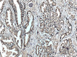 DOCK4 Antibody in Immunohistochemistry (Paraffin) (IHC (P))