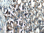 DOCK4 Antibody in Immunohistochemistry (Paraffin) (IHC (P))