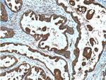 DOCK4 Antibody in Immunohistochemistry (Paraffin) (IHC (P))