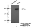 DOCK4 Antibody in Immunoprecipitation (IP)