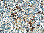 IL-6 Antibody in Immunohistochemistry (Paraffin) (IHC (P))