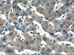 IL-6 Antibody in Immunohistochemistry (Paraffin) (IHC (P))